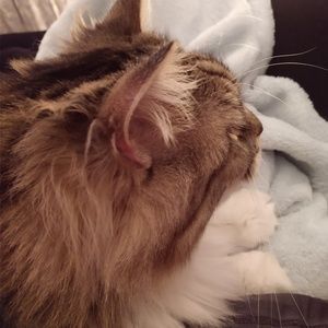 Meet your Posher, Dorothy